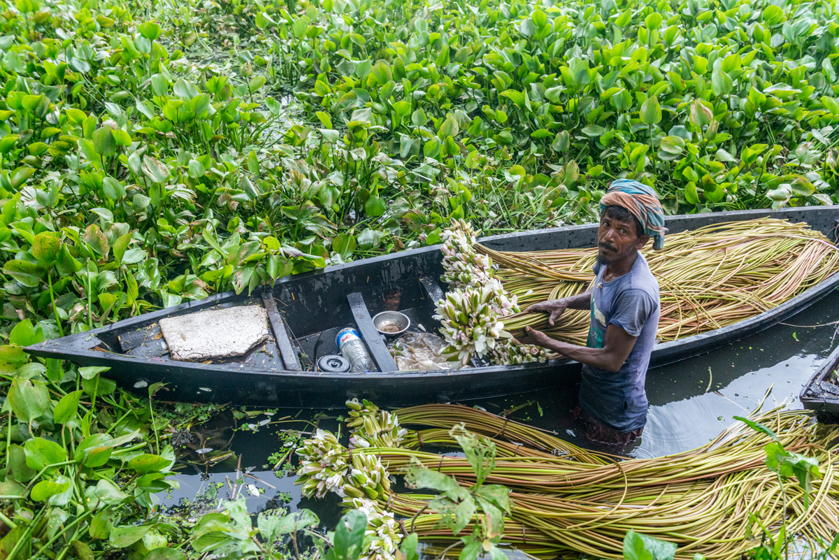 Farmer Is Picking Water Lily