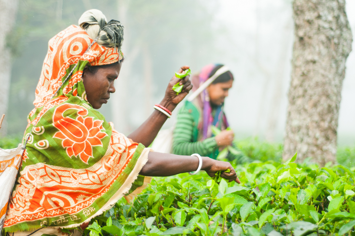 Sylhet, Bangladesh – 28 December 2022: Picture Of Tea Garden Wor