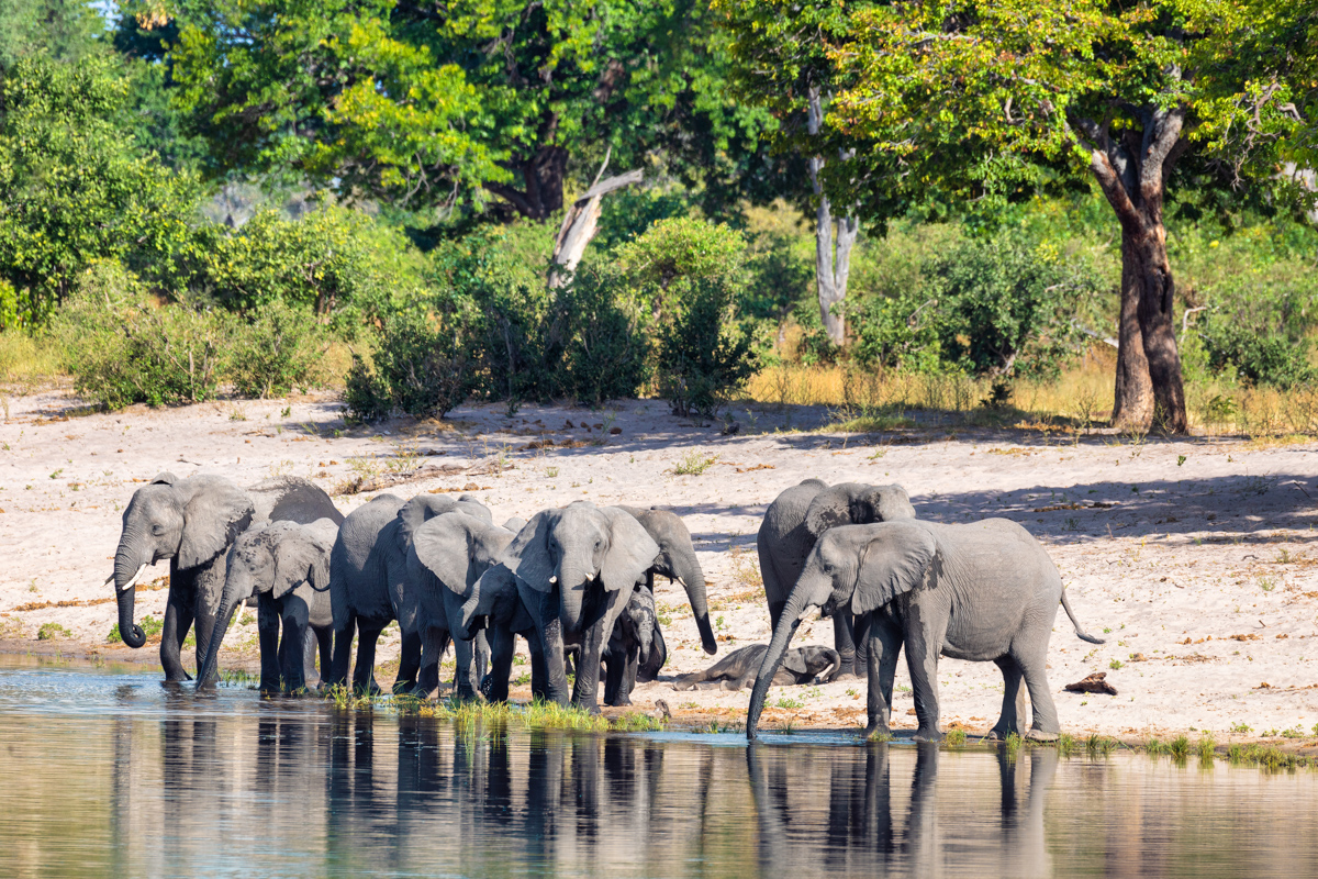 Herd Of African Elephant With Small Babies, Loxodonta On Waterho