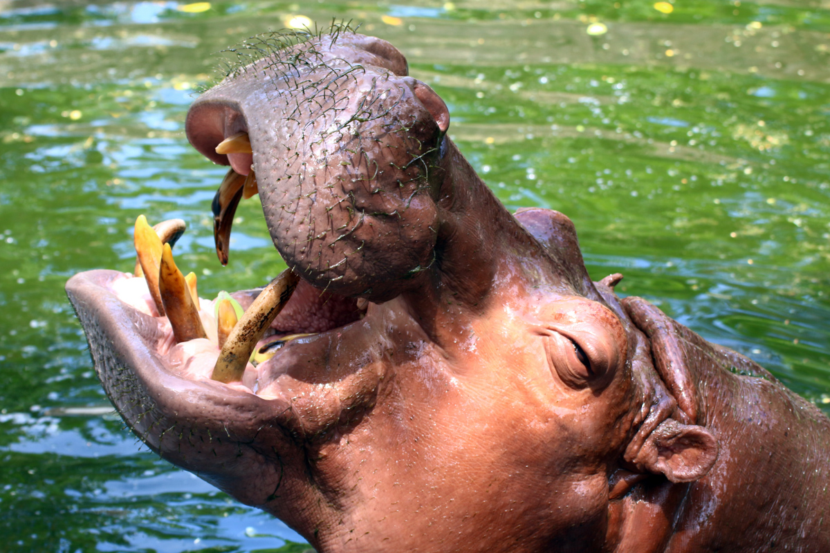 Hippo, Hippopotamus Open Mouth, Hippopotamus In Water Close Up