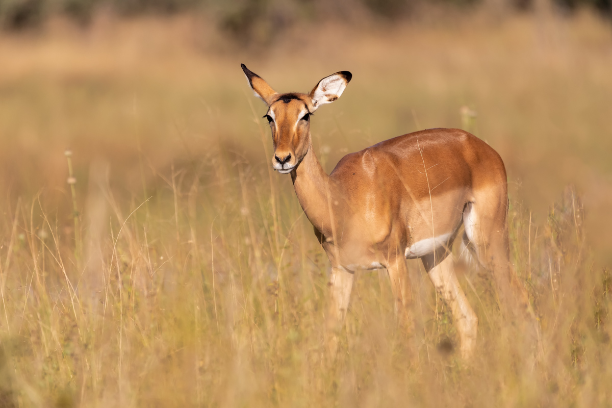 Impala Antelope Female (aepyceros Melampus) Caprivi Strip Game P