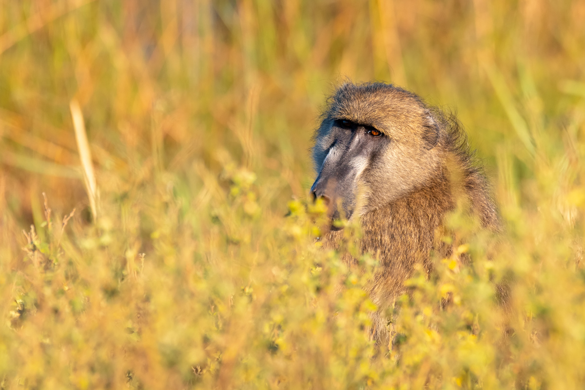 Monkey Chacma Baboon (papio Anubis) In African Savanna, Bwabwata