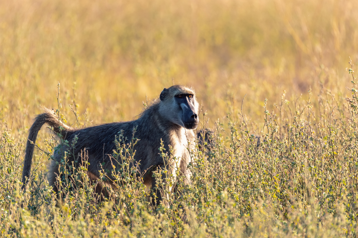 Monkey Chacma Baboon (papio Anubis) In African Savanna, Bwabwata