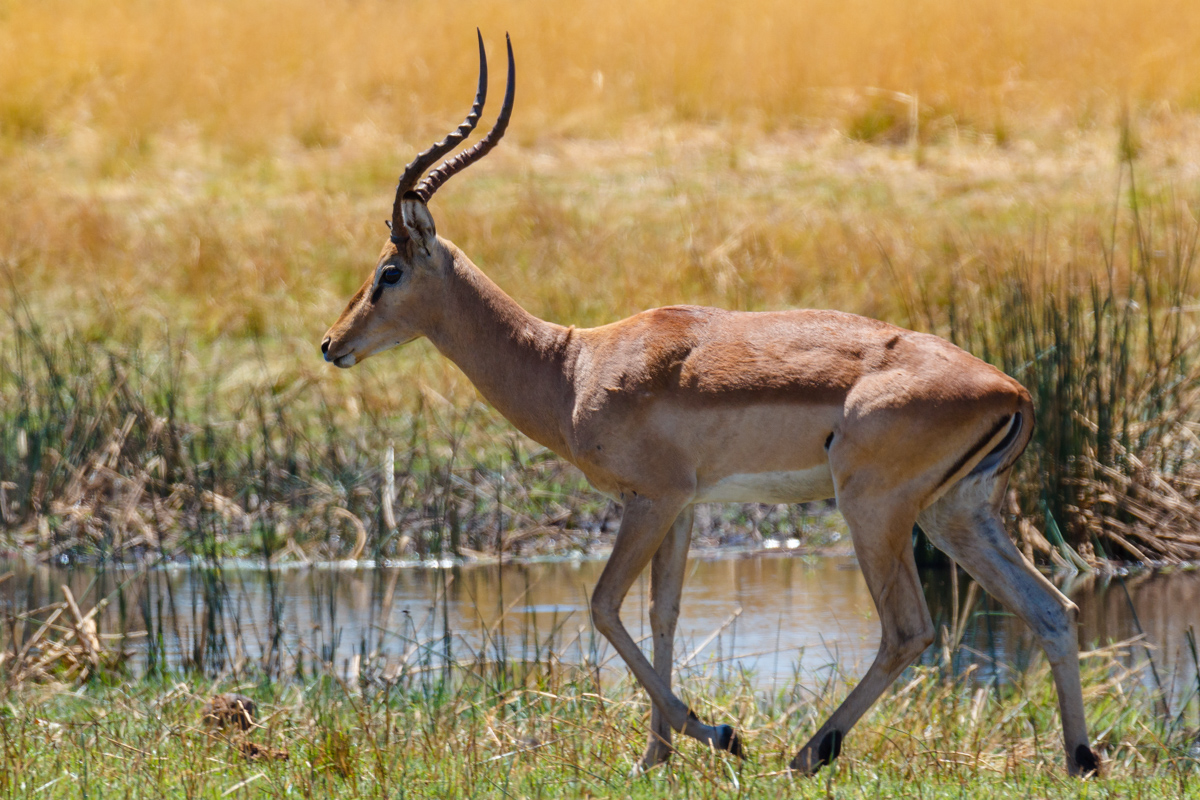 Southern Lechwe Africa Safari Wildlife And Wilderness