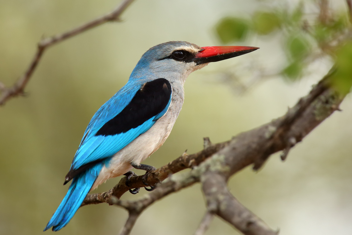 The Woodland Kingfisher (halcyon Senegalensis) Sitting On The Br