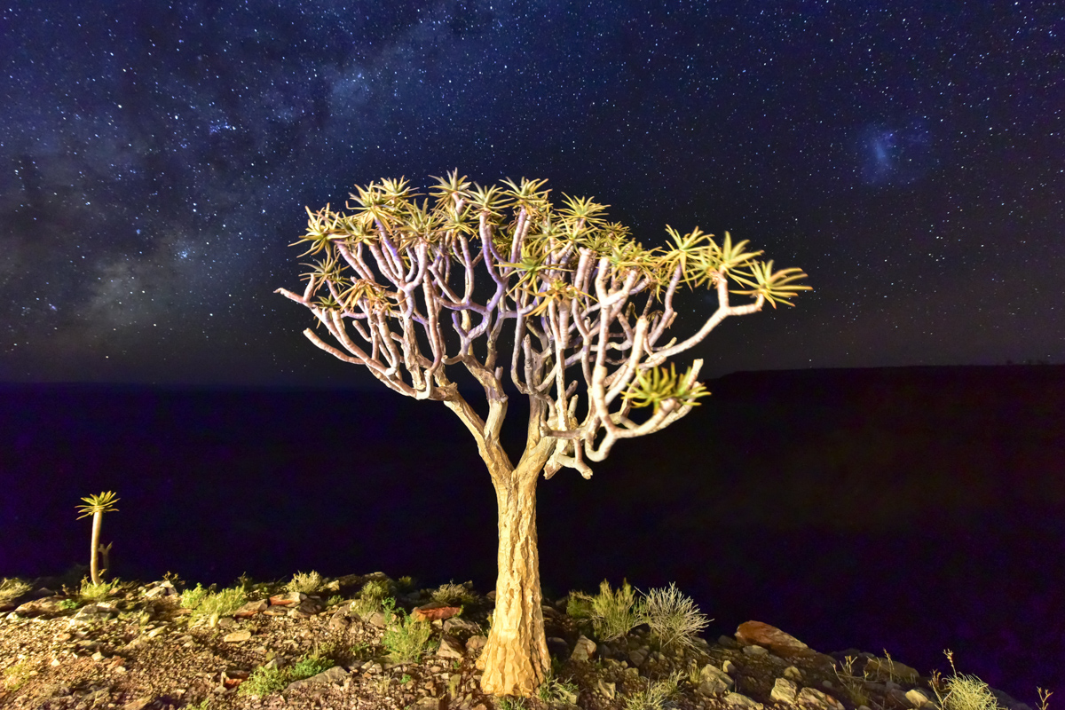 Quiver Tree – Namibia