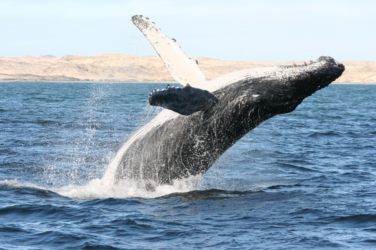 Breaching Humpback Whale