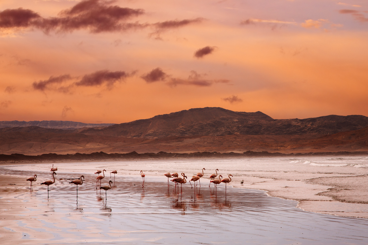 Flamingoes on the beach, Atlantic coast of Namibia