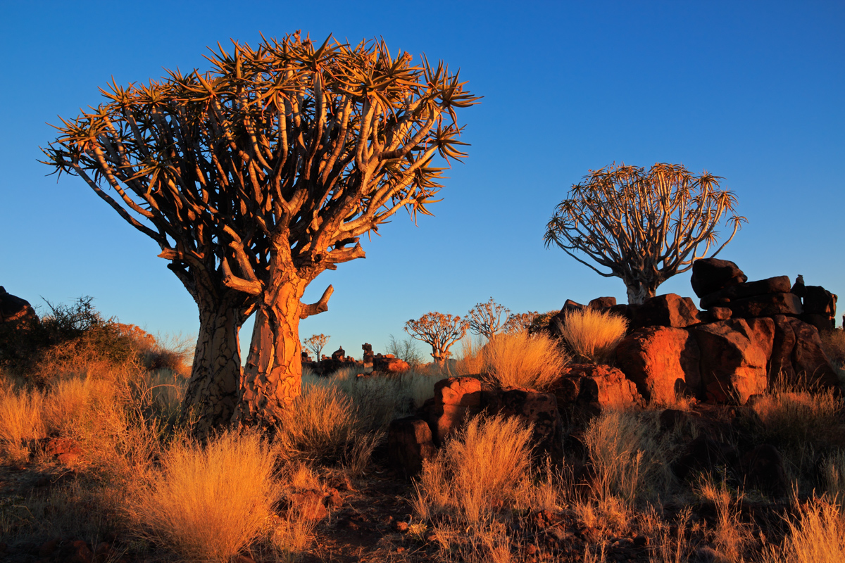 Desert landscape with granite rocks and quiver trees (Aloe dicho