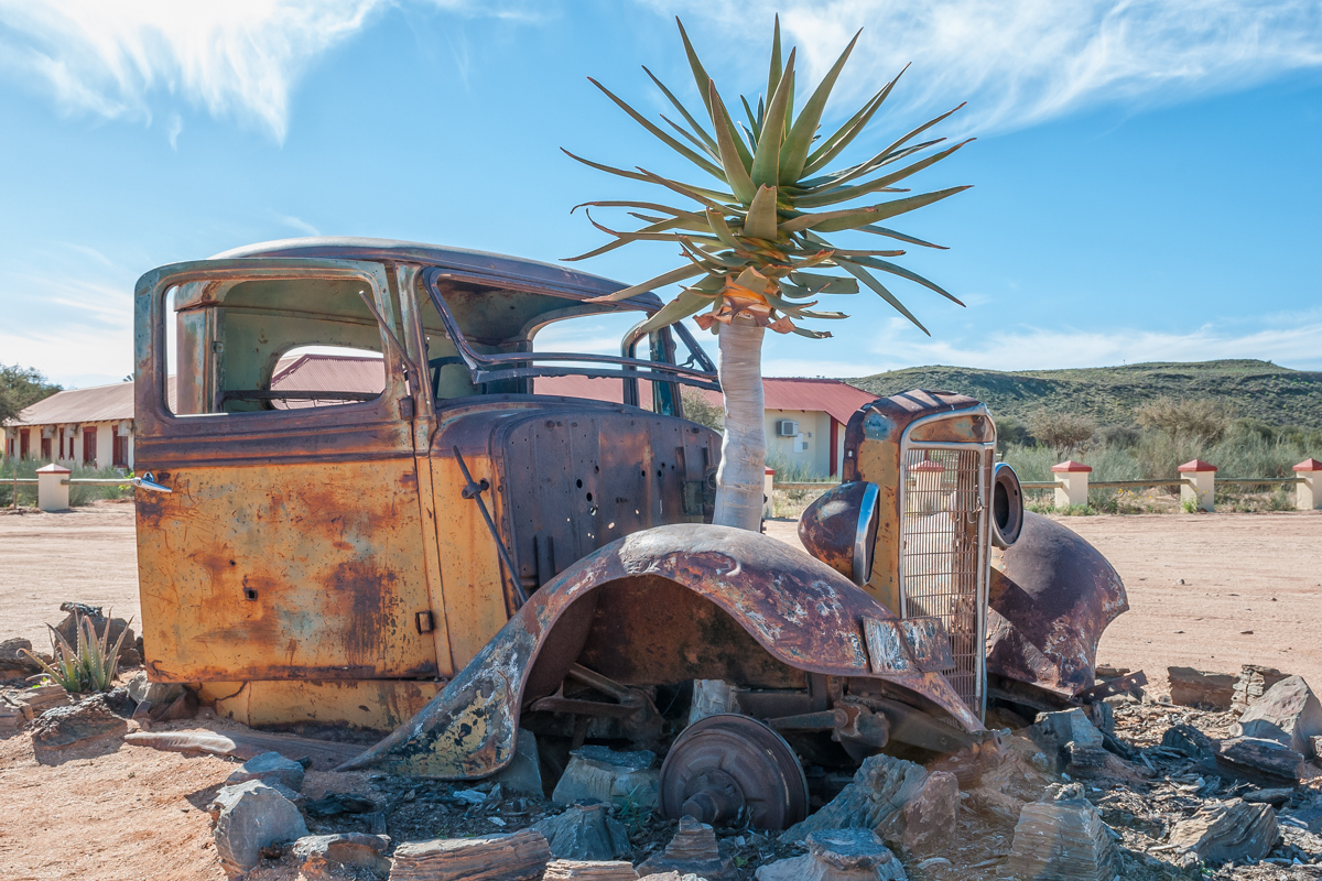 Fish River Canyon, Namibia – June 17, 2011: A Quiver Tree Growin