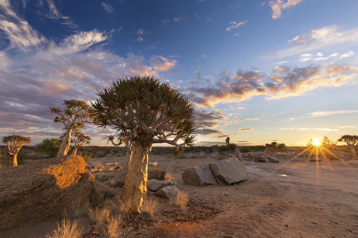 Landscape Of A Quiver Tree With Sun Burst And Thin Clouds In The