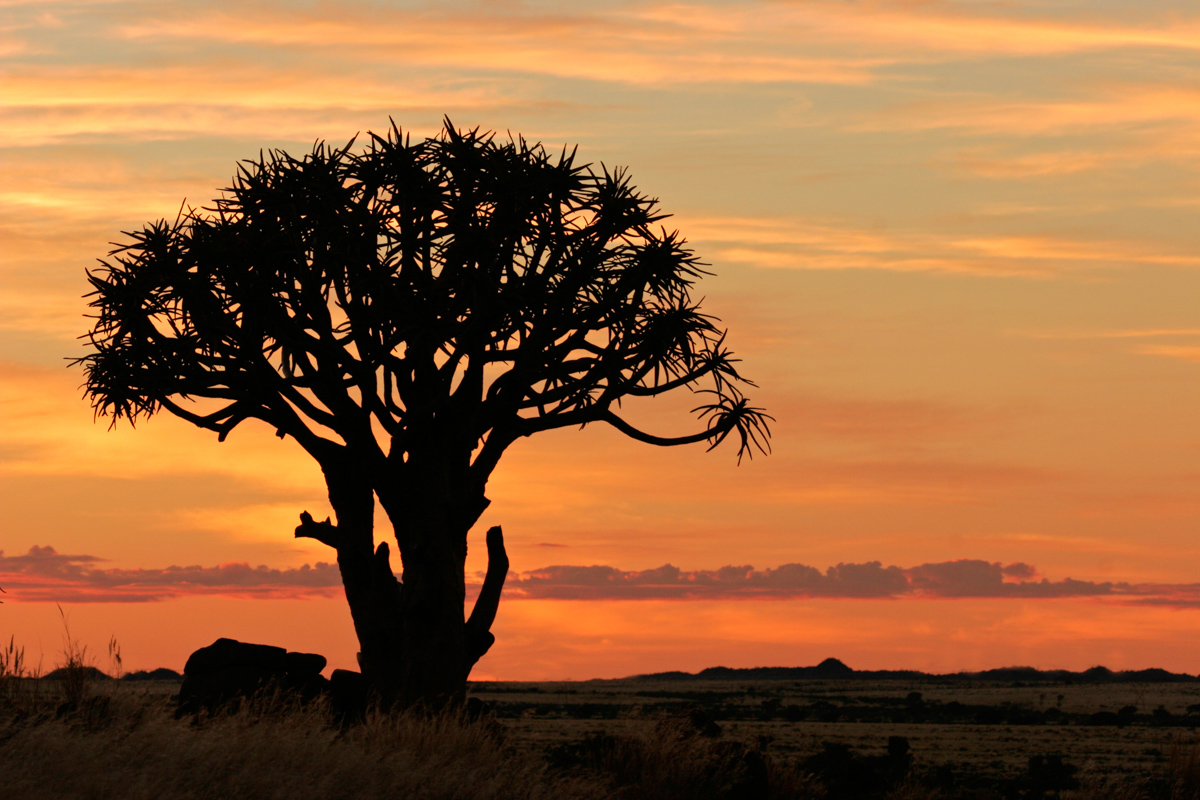 Quiver Tree Silhouette