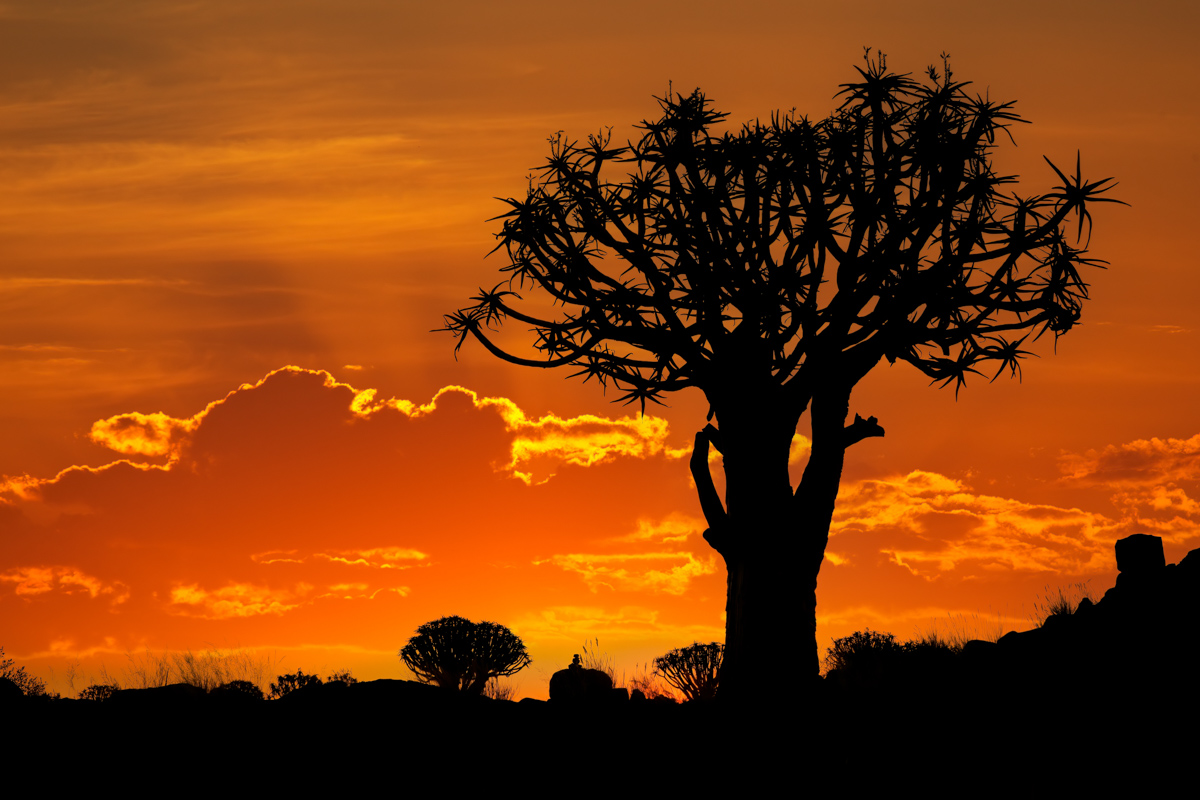 Silhouette Of A Quiver Tree (aloe Dichotoma) At Sunset, Namibia