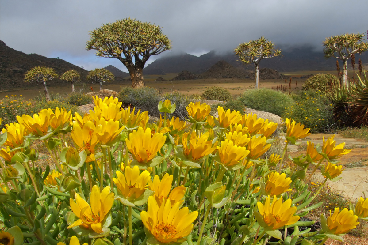 Wild Flower Landscape