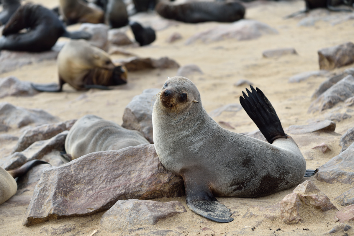 Cape Fur Seal, Namibia