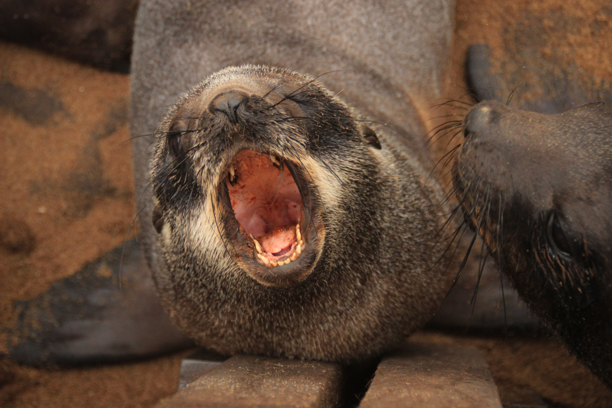 Fur seal puppy on the beach of the Atlantic Ocean. Namibia. Afri