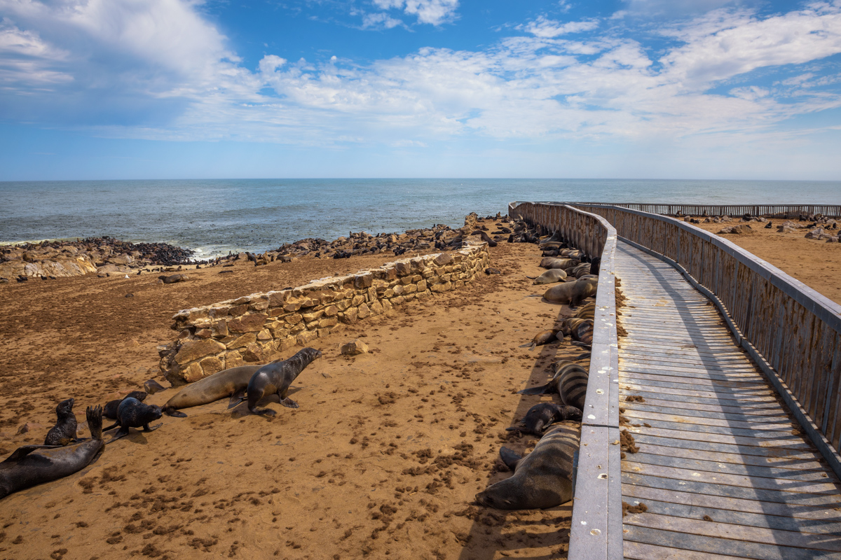 Seal Fur Colony At Cape Cross Seal Reserve, Namibia. Cape Cross