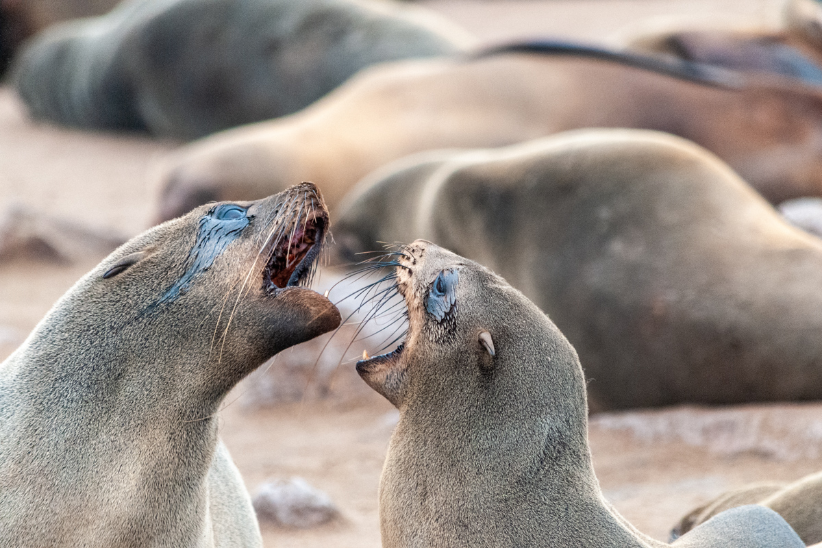 Two Fighting Seals At The Beach Near Skeleton Coast, Namibia.