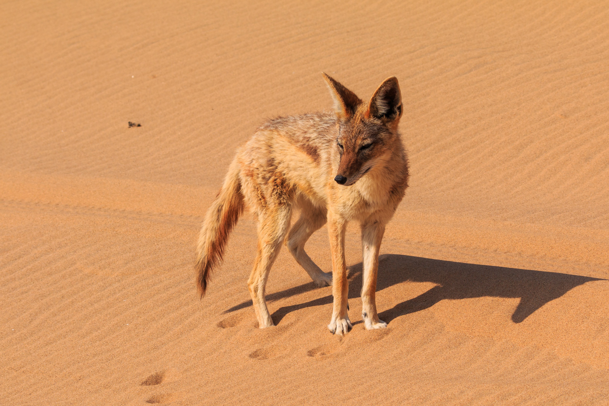 Jackals In The Dunes Of The Namib Desert, The Namib-naukluft Nat